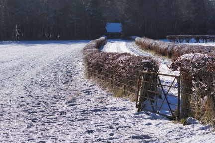 snowy-fields-and-hedges (6)