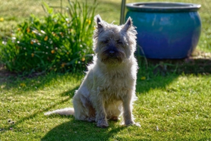 4314 cairn-terrier 6000x4001-HDR