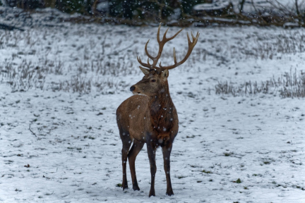 red-deer-in-snow